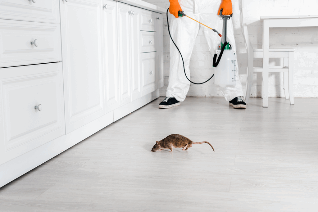 rodent pest control - Thrash rodent pest control