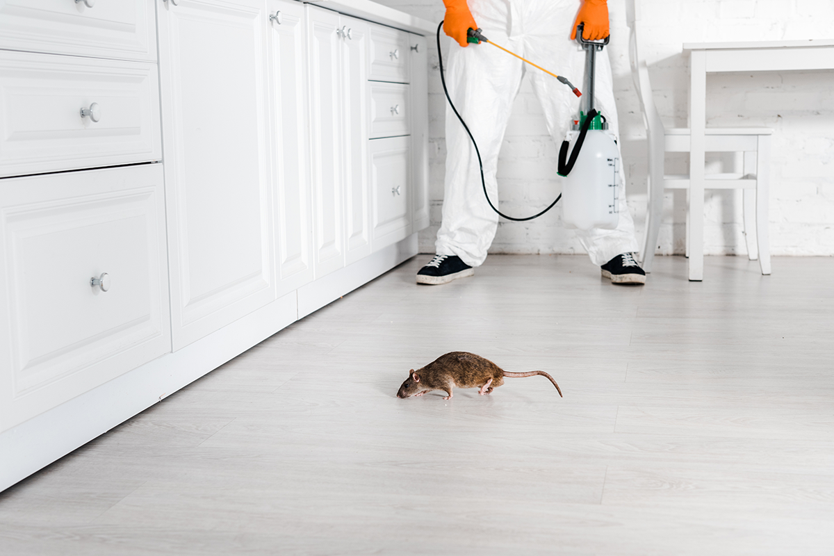 rodent pest control