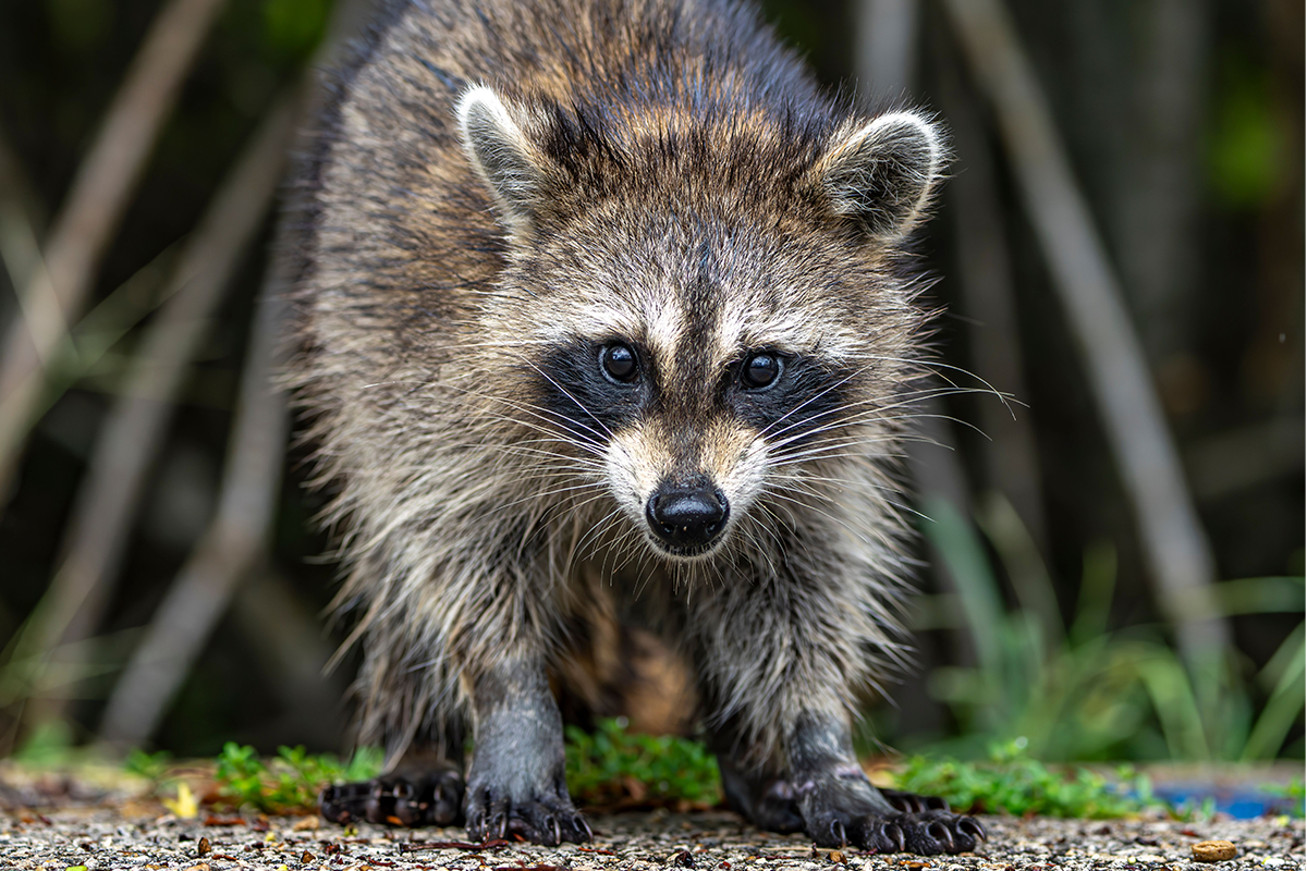 wild life removal