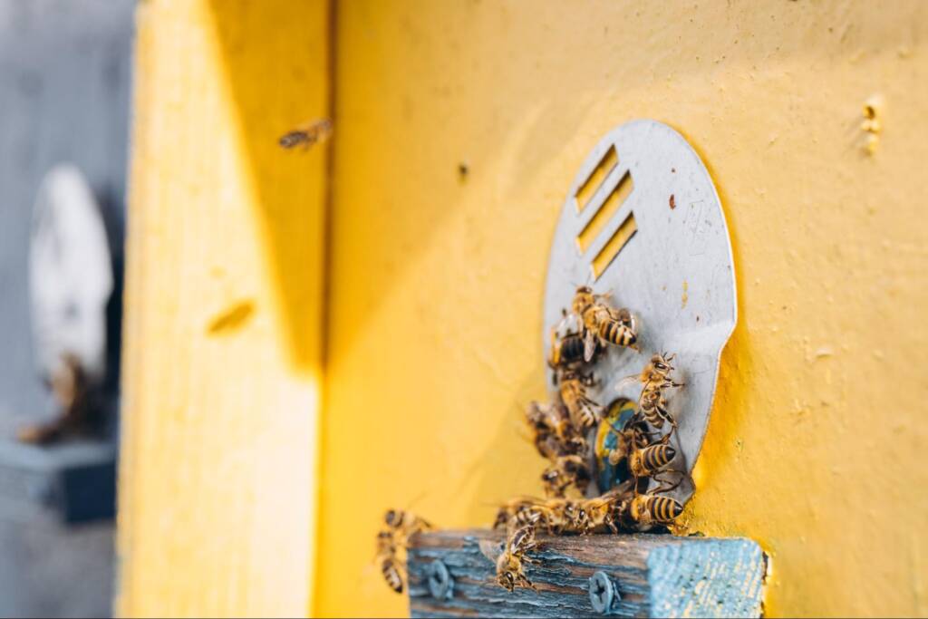 A close-up view of honeybees returning to a beehive on a yellow wall