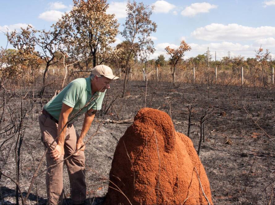 Pest control professional examining a large termite mound outdoors for signs of infestation.