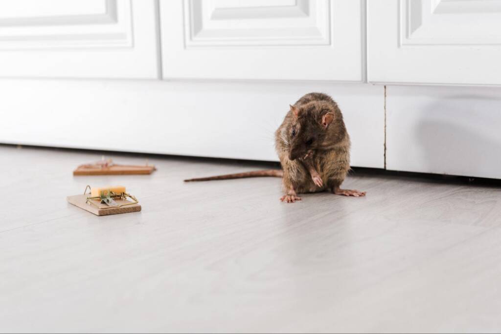 A rat grooms itself near the two traps.