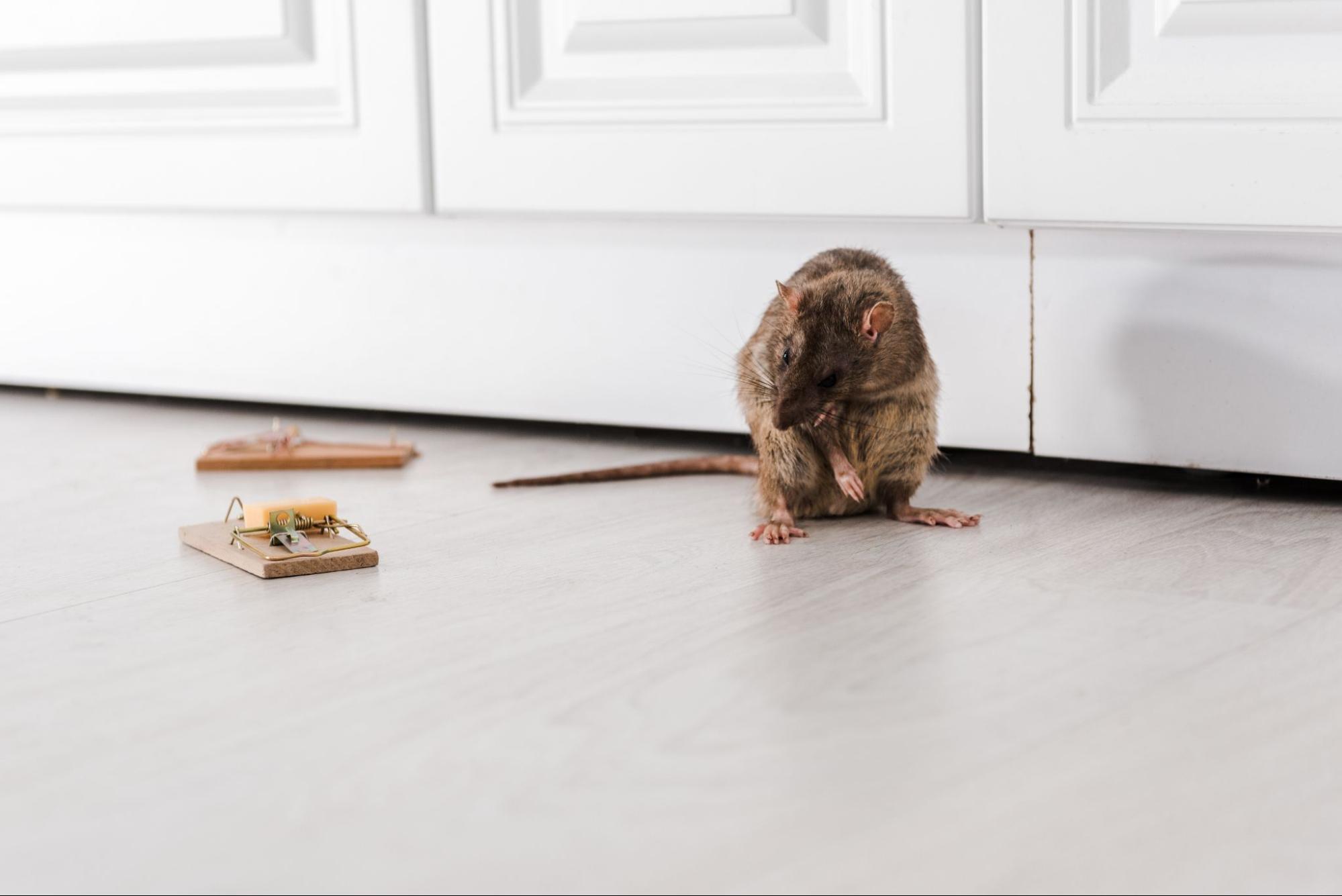 A rat grooms itself near the two traps.