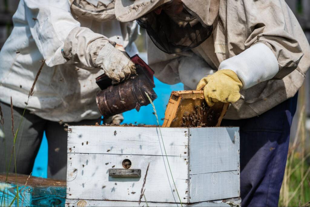 Two beekeepers smoking a hive box.