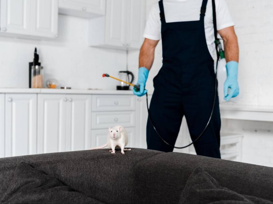 A close-up of a white rat standing on the gray sofa with a pest control employee in the background.