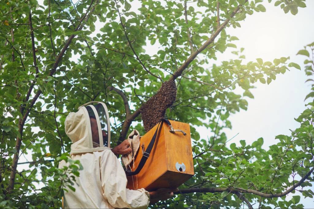 Beekeeper safely transferring a beehive from a tree into a collection box.