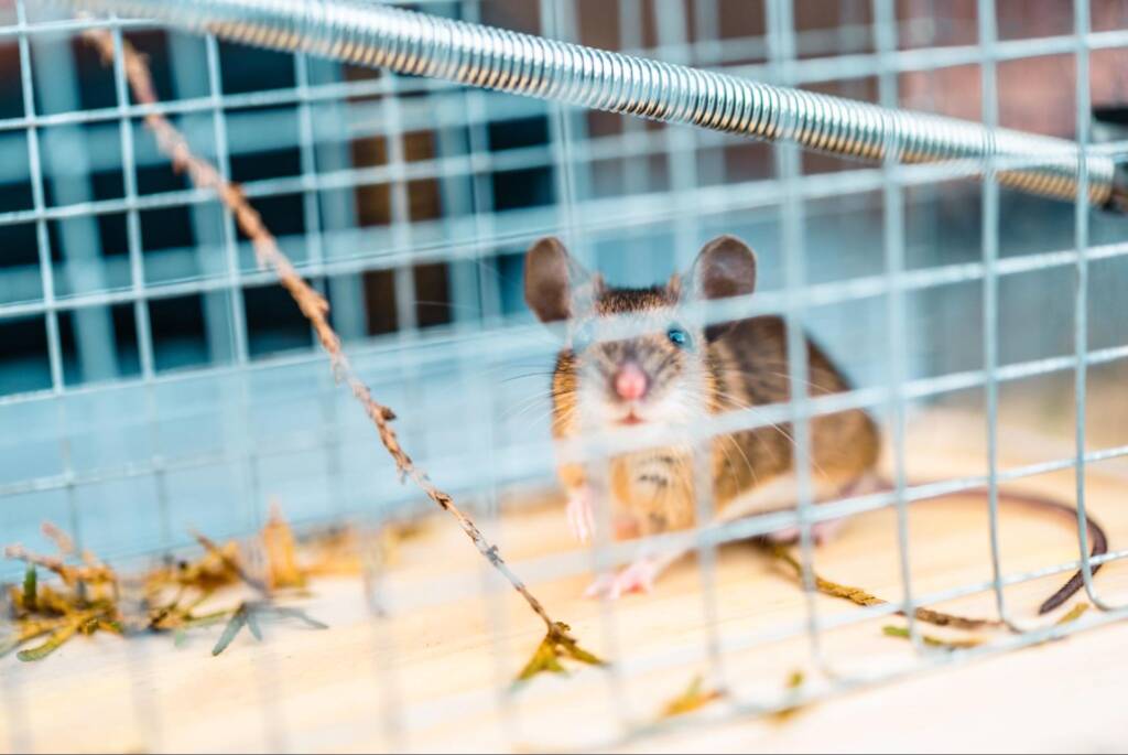 A caged brown mouse.
