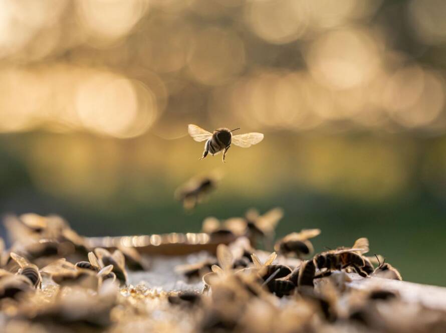 Bees on a surface and some flying.
