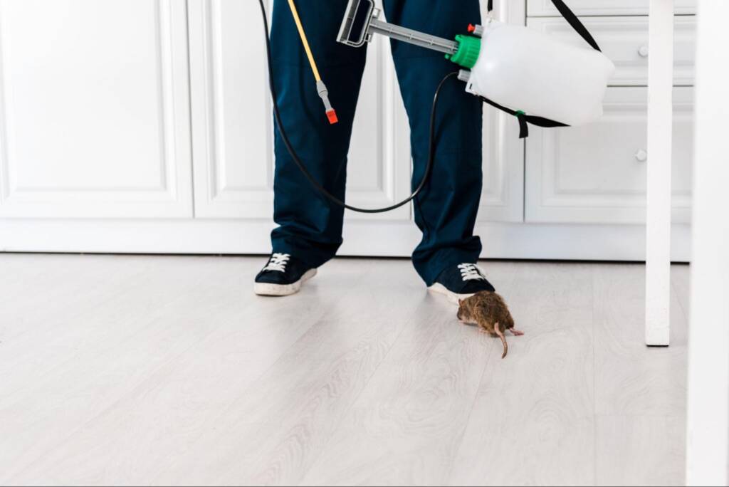 A rat stands beside a pest exterminator worker's foot.