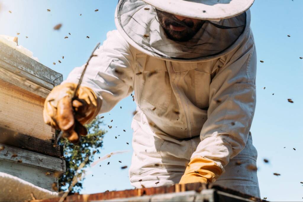 A beekeeper collects fresh honey from a managed beehive.