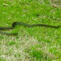 Top Signs You Need Professional Snake Pest Control Services