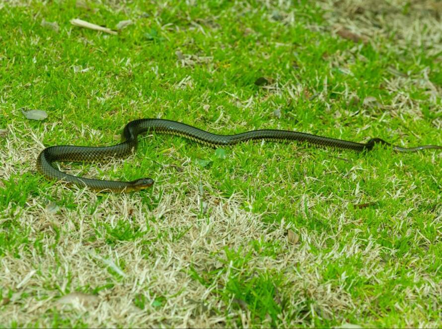 A golden Liophis snake slithering through green grass.