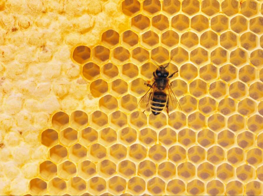A honey bee on a honeycomb.
