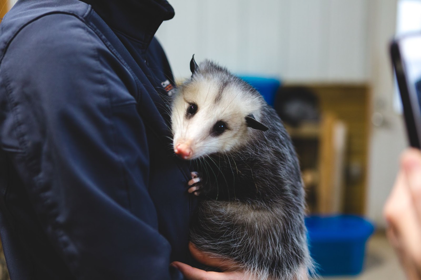 An opossum is safely removed from an environment.