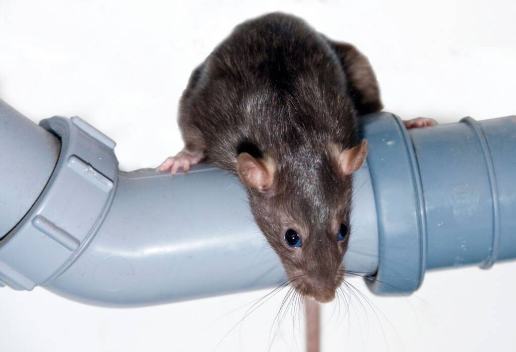 Close-up of brown rat on blue water pipe.