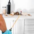 The Health Hazards That Make Rodent Removal Urgent