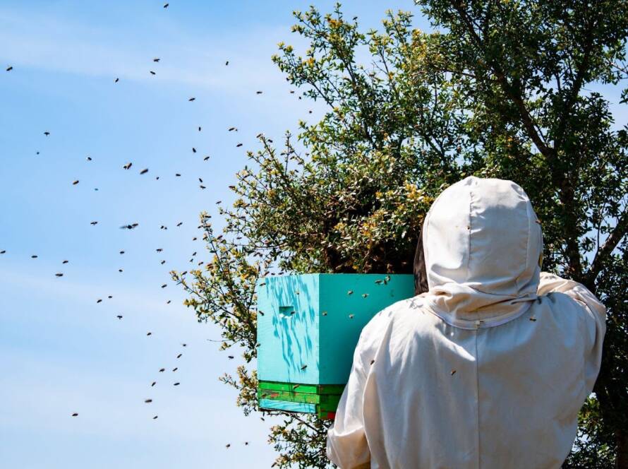 A closeup of a beekeeper carrying a blue wooden box while safely collecting a bee swarm for hive removal near a tree.