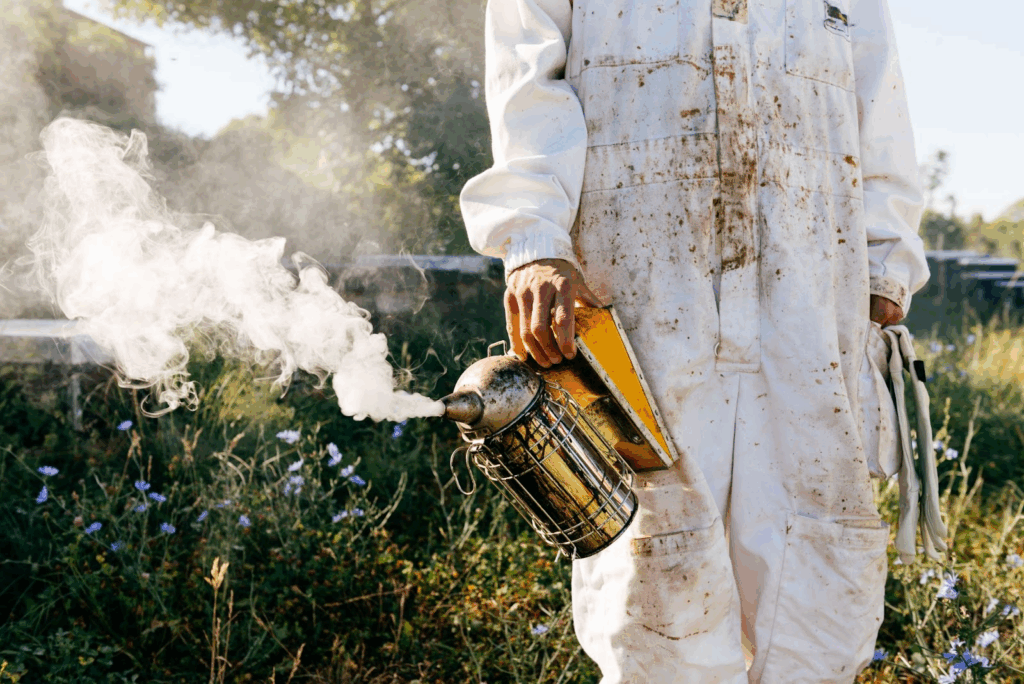 A beekeeper puffing smoke into beehives at an apiary to calm bees during hive removal.