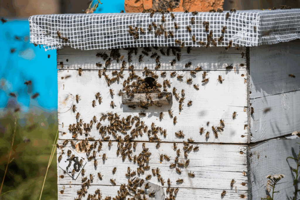 Close-up of honey bees clustering around the entrance of a natural beehive.